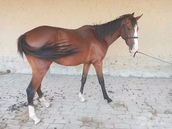 Pastuv, Arabian horse
