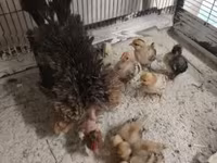 Guinea fowl — புகைப்படம் 7