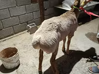 قوچ, Arashan sheep — عکس 2