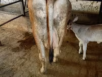 گائے, Swiss cattle — تصویر 2