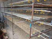 Chickens — 사진 3