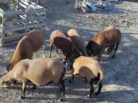 Хуц, Cameroon sheep — 5 зураг