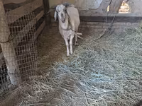 山羊（批次，未指定性别）, Goats — 照片 8