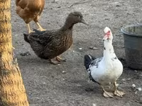Ducks — الصورة 3
