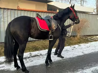Faras dhaddig, Orlov Trotter — sawirka 3