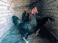 Chickens — รูปภาพ 1
