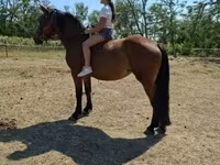 母马, Horses — 照片 3