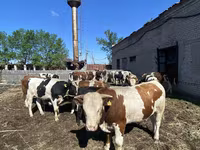 Lembu jantan, Simmental cattle — foto 4