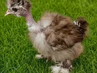 Silkie — foto 5