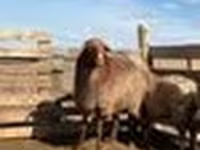 Ovce, Kazakh fat-tailed coarsewool sheep — foto 3