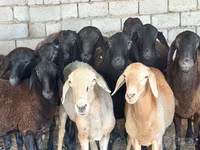 گوسفند (گروه، جنسیت مشخص نشده), گوسفند — عکس 2