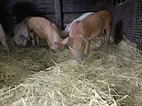 Vier, Porci — foto 2