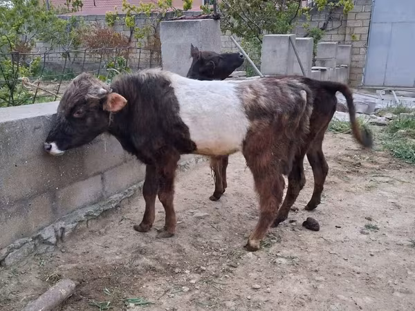 ხარი, მსხვილფეხა რქოსანი