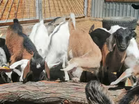 Ziege, Alpine goat — Foto 1