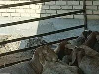 ভেড়ার পাঁঠা, Arashan sheep — ছবি 8