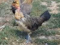 Chickens — снимка 3
