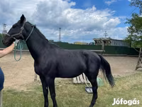 Cavallo, Nonius horse — foto 6