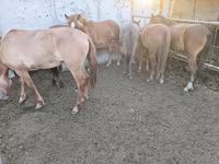 Iapă, Horse breed — foto 3