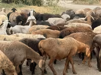 แกะตัวเมีย, Hissar sheep — รูปภาพ 4