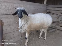 Beran, Blackheaded Persian sheep — foto 3