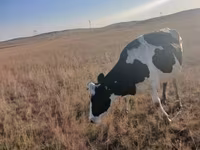 Vaca, Russian Black pied cattle — foto 2