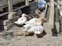 Ducks — foto 2