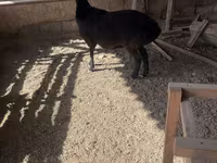 公羊, Rhon sheep — 照片 2