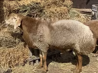 የጎትት አውራ በግ, Arashan sheep — ፎቶ 1
