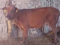 Cow, Cattle — photo 6