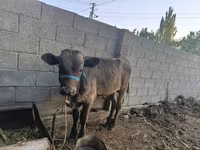 Lembu jantan, Cattle — foto 7