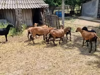 قوچ, Cameroon sheep — عکس 6