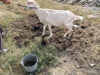 Koza, Saanen goat — fotografija 2