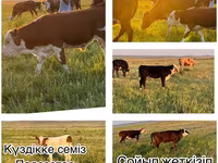 گاو و گوساله (گروه، جنسیت مشخص نشده), Simmental cattle — عکس 1