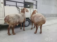 ஆண் ஆடு, ஆடுகள் — புகைப்படம் 2