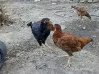 Chickens — 4-сурет