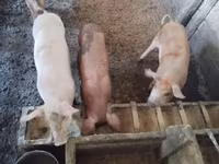 ሴት አሣማ, Pigs — ፎቶ 3