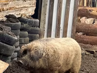 Cinghiale — foto 3