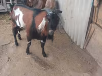 Kambing jantan, Goats — foto 1