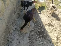Chickens — foto 2