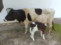 Vacă, Simmental cattle — foto 1