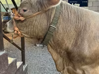 Býk, Charolais cattle — foto 4