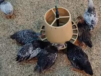 Chickens — foto 3
