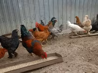 Chickens — zdjęcie 2