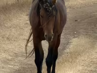 Cal, Kazakh horse — foto 2