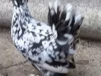Gallina danese — foto 3