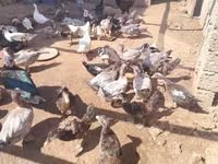 Ducks — fotografija 2