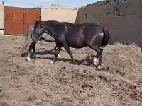 Mare, Horse breed — photo 3