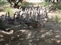 Geese — फ़ोटो 3