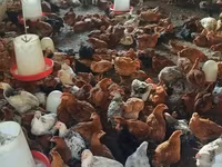 Chickens — foto 2