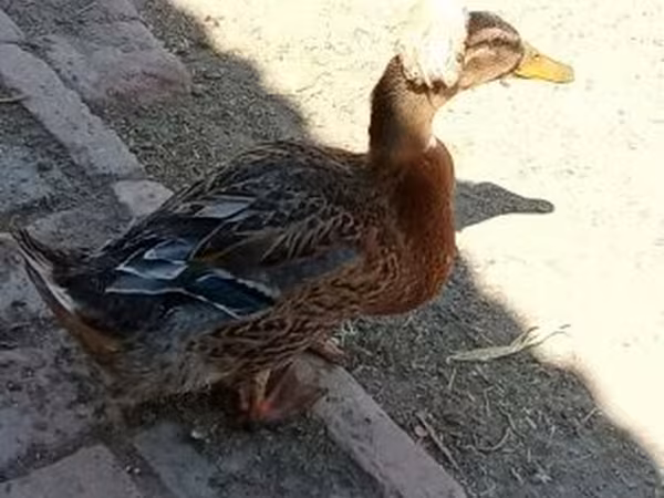 със гребен